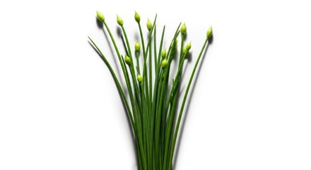 Fototapeta premium Fresh green chive flower buds and stems on a white background, perfect for culinary and healthy eating concepts.