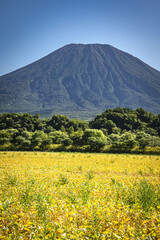 Fototapeta premium 北海道の倶知安町に広がる美しい羊蹄山と畑の風景