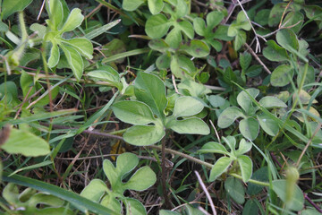 Vibrant Green Fuzzy Leaves Macro Nature Detail Organic Plant Growth Texture Wild Background