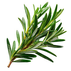 Fototapeta premium Fresh rosemary sprig with needle like leaves rich green glossy texture culinary herb aromatic Mediterranean ingredient for cooking garnish and seasoning
