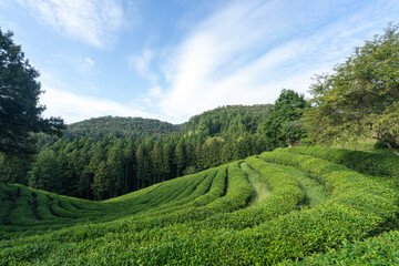 Large area of green tea fields in the boseong. 보성 녹차밭