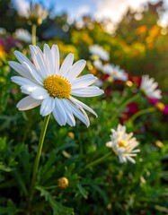 Close-up of white daisy
