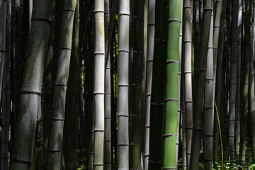 A view of a bamboo grove bathed in sunlight. 대나무 숲