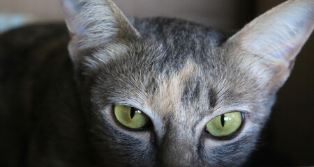 portrait of a cat