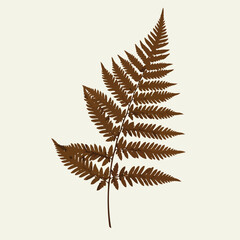 Brown fern frond isolated against a pale beige background, a simple graphic design element