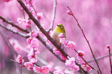 満開の梅の花とメジロ