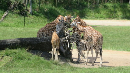 Fototapeta premium giraffes in the zoo