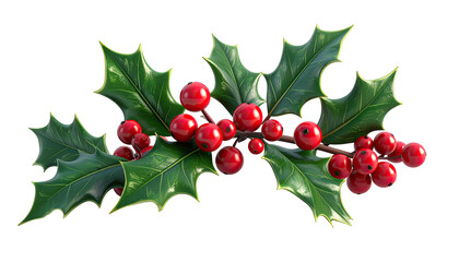 Christmas holly sprig, glossy leaves and berries
