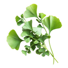 Ginkgo biloba leaves isolated on transparent background, showcasing vibrant green foliage, symbolizing resilience and longevity, often associated with health and natural beauty