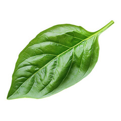 Single fresh green basil leaf isolated on transparent background, showcasing its vibrant color, smooth texture, and aromatic essence, perfect for culinary use and garnishing