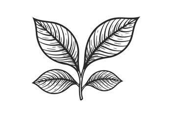 Hand-drawn leaves illustration with four detailed leaves - stock vector