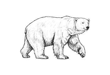 Polar bear walking illustration in black and white with detailed fur texture - stock vector