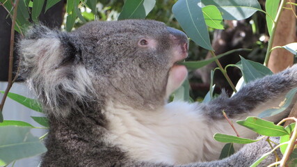 koala bear in a tree
