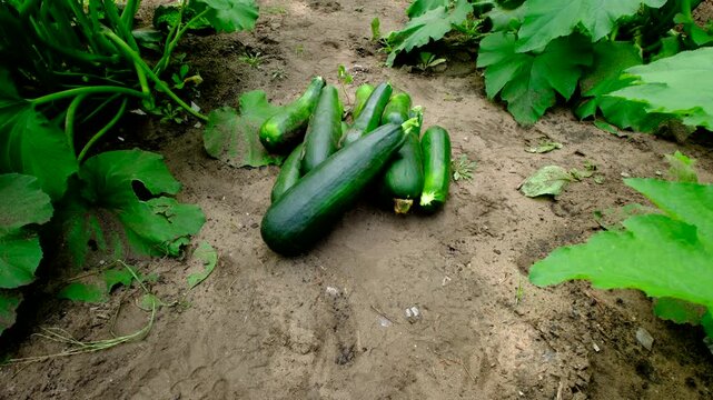 Rising camera from ground level shot revealing pile of freshly harvested zucchinis and moving camera more away showing more blooming plants growing in sand rich soil in organic garden