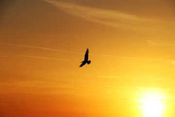 sunset, sky, bird, sea, airplane, flying, clouds, sun, fly, flight, plane, sunrise, ocean, cloud, seagull, landscape, water, air, nature, orange, silhouette, aircraft, travel, jet, evening