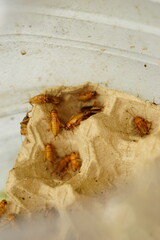 Group of Feeder Crickets in a Plastic Container for Pet Food