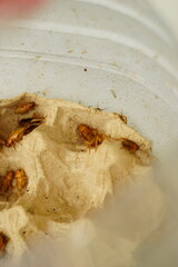 Group of Feeder Crickets in a Plastic Container for Pet Food