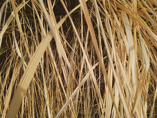 dry grass in the field background