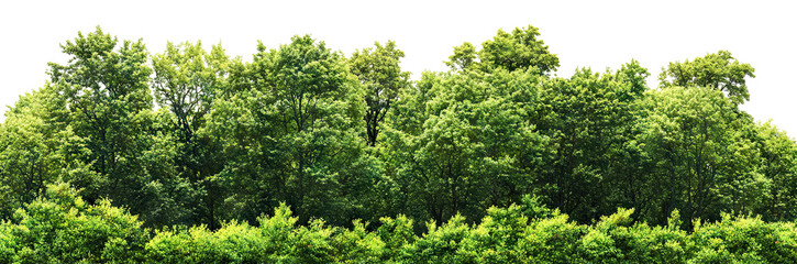 Fototapeta premium Dense summer forest with lush green foliage, isolated on transparent cutout background