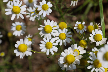 Obraz premium Abundantly scattered white flowers with a yellow center create a gentle and joyful mood, symbolizing serenity and natural beauty. Sunlight illuminates the petals, emphasizing the lightness and eleganc