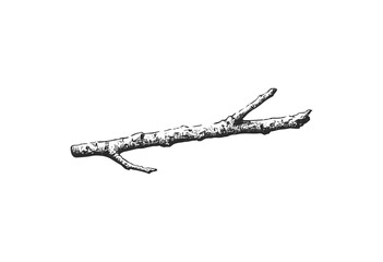 Fototapeta premium Detailed black and white illustration of a tree branch - stock vector