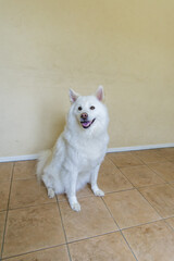 Fototapeta premium A white Japanese mixed-breed dog-3