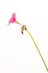 Bowie's wood-sorrel (Oxalis bowiei) in blooming in Japan in September