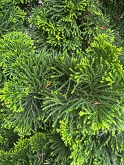 Close-up of evergreen conifer branches with bright green new growth. Dense textured foliage ideal for natural backgrounds, botanical themes, or eco design projects.