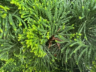 Close-up of evergreen conifer foliage with bright green fresh tips and dense textured branches. Perfect for natural backgrounds, botanical themes, or eco designs.