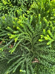 Macro close-up of evergreen conifer foliage with fresh bright green tips. Detailed texture of needle-like leaves, perfect for botanical, gardening, or natural backgrounds.