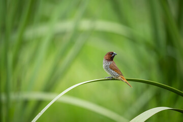 A wild Scaly-breasted Munia perched delicately on thin grass in field.