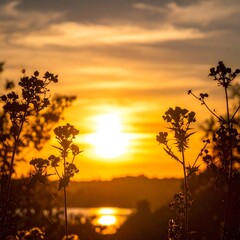 Sunset over wildflowers