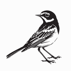 Wagtail Bird Standing Side View Vector Illustration Wildlife Nature Graphic