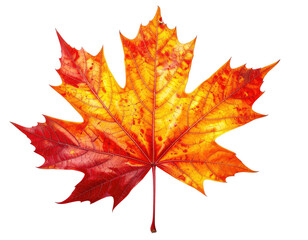 Fototapeta premium Vibrant autumn maple leaf (5)