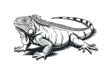 Obraz premium Detailed Ink Drawing of an Iguana on a Transparent Background. Vector hand drawn illustration