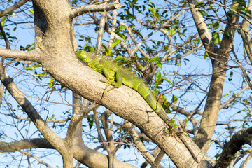 アメリカ、フロリダ州の木の上に生息するグリーンイグアナ