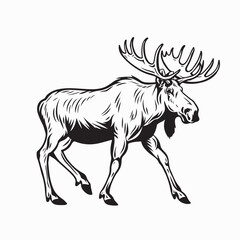 Wild Moose Vector Illustration Walking in Natural Habitat