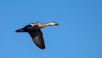 Obraz premium A duck soars through a vibrant cerulean sky, showcasing its speckled plumage and outstretched wings against the vast expanse of blue.