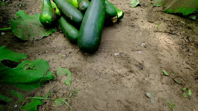 Moving camera over sand rich soil and then revealing pile of freshly harvested zucchinis and keep moving camera up showing plants