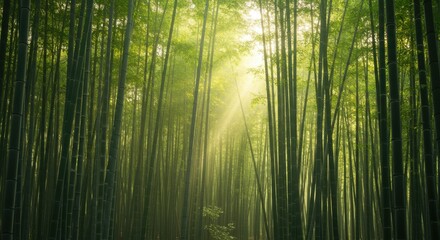 Fototapeta premium Sunlight streams through a dense bamboo forest, illuminating a serene and tranquil scene.