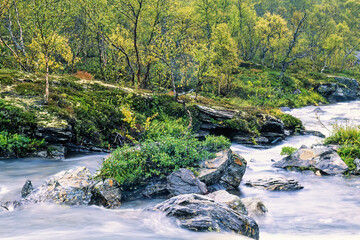 River in a birch forest in autumn colours in the north of scandinavia
