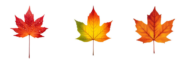 Fototapeta premium Three vibrant autumn maple leaves with water droplets are isolated on transparent background, showcasing gradient of red, yellow, and orange hues