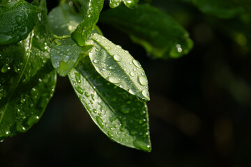 A beautiful close-up of fresh, vibrant green leaves covered in sparkling water droplets after a rain, with a dark, moody background creating a sense of a lush, tranquil garden.