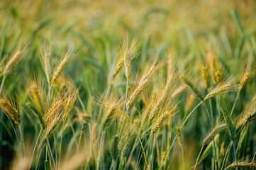 Farmers' barley fields, organic farming and natural environmental conservation