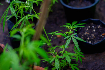 Growing Cannabis Plants, Therapeutic Cannabis Cultivation, Cannabis Industry and Farming, Green Leaves