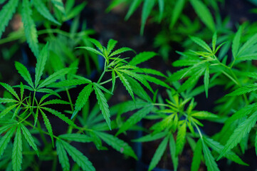 Growing Cannabis Plants, Therapeutic Cannabis Cultivation, Cannabis Industry and Farming, Green Leaves