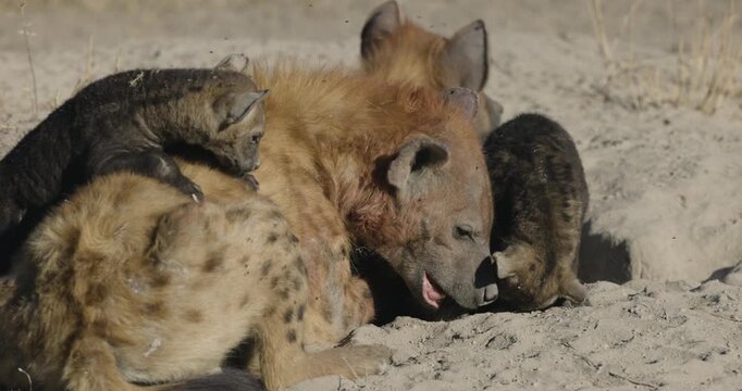 Slow motion close-up. Female spotted hyena playing with her three cute cubs. Another adult female in background