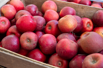 Crate full of red apples. There are many apples in the crate