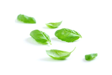 Green basil leaves isolated on white background