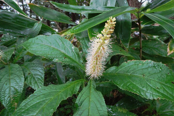 日本：テンニンソウ（Leucosceptrum japonicum）／雨に濡れた花をアップ／新潟県弥彦山・9月